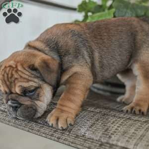 Lilly, English Bulldog Puppy