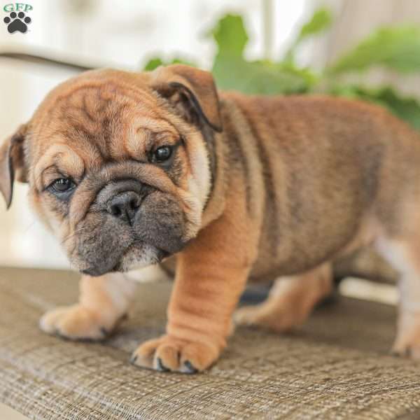 Lilly, English Bulldog Puppy