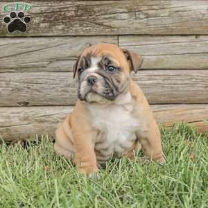 Lila, English Bulldog Puppy