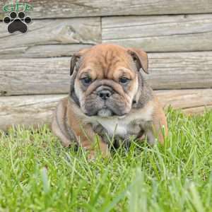 Lilly, English Bulldog Puppy