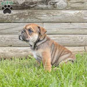 Lilly, English Bulldog Puppy