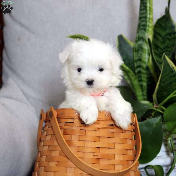 Aaron, Maltese Puppy