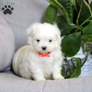 Aaron, Maltese Puppy