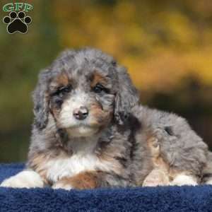 Aaron, Mini Bernedoodle Puppy