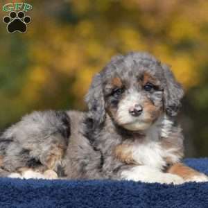 Aaron, Mini Bernedoodle Puppy