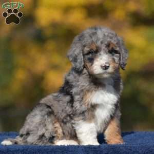 Aaron, Mini Bernedoodle Puppy