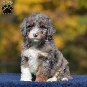 Aaron, Mini Bernedoodle Puppy