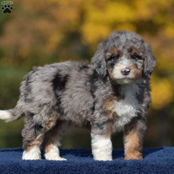 Aaron, Mini Bernedoodle Puppy