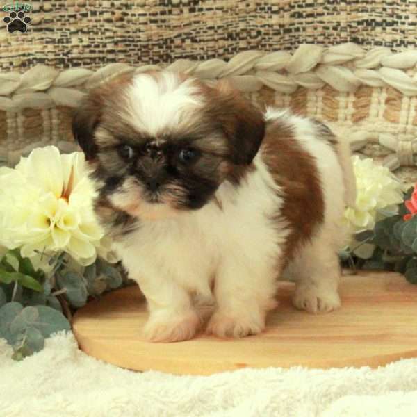 Abbie, Shih Tzu Puppy