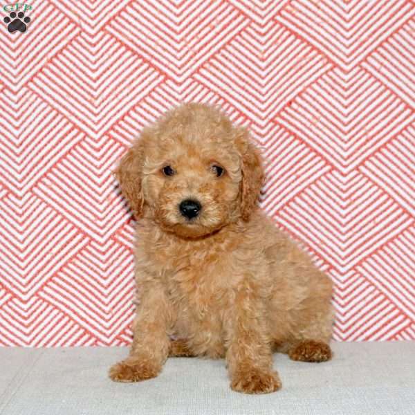 Abbie, Mini Goldendoodle Puppy