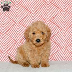 Abbie, Mini Goldendoodle Puppy