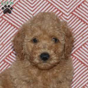 Abbie, Mini Goldendoodle Puppy