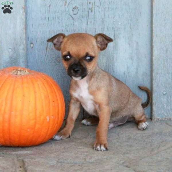 Abbott, Chihuahua Puppy