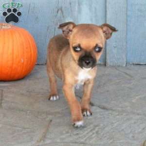 Abbott, Chihuahua Puppy