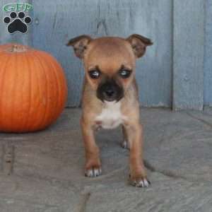 Abbott, Chihuahua Puppy