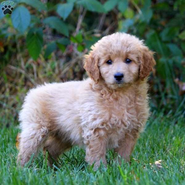 Abby, Mini Goldendoodle Puppy