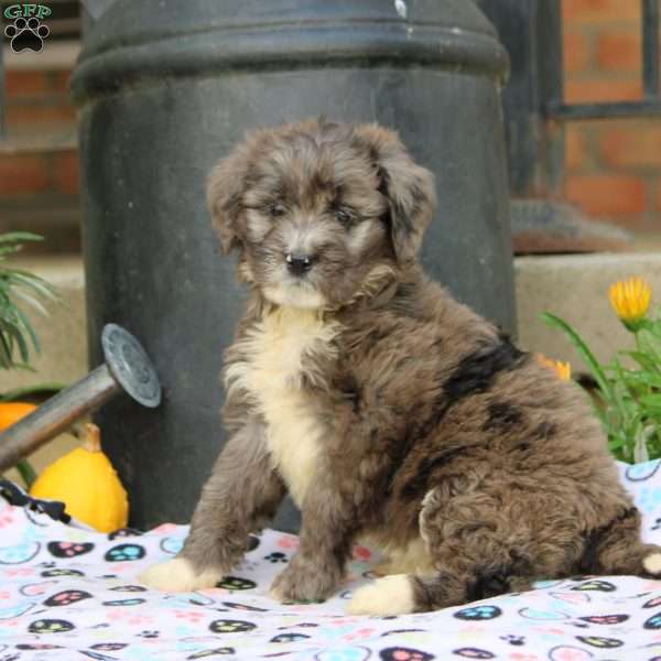 Abby, Bernedoodle Puppy