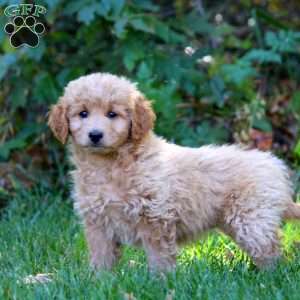 Abby, Mini Goldendoodle Puppy