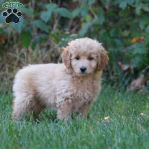 Abby, Mini Goldendoodle Puppy