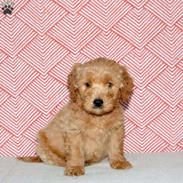 Ace, Mini Goldendoodle Puppy