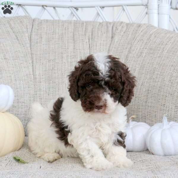 Ace, Miniature Poodle Puppy