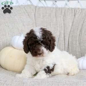 Ace, Miniature Poodle Puppy