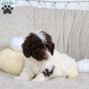 Ace, Miniature Poodle Puppy