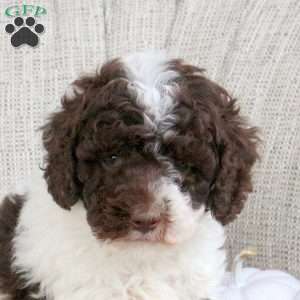 Ace, Miniature Poodle Puppy