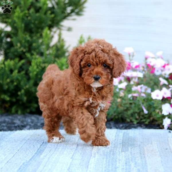 Ace, Toy Poodle Puppy