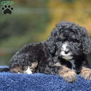 Ace, Mini Bernedoodle Puppy