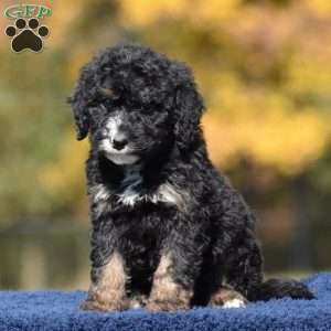 Ace, Mini Bernedoodle Puppy