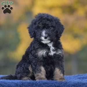 Ace, Mini Bernedoodle Puppy