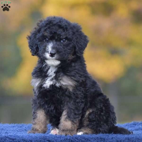 Ace, Mini Bernedoodle Puppy