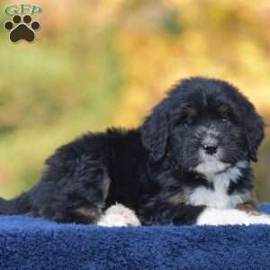 Ada, Mini Bernedoodle Puppy