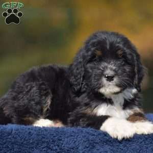 Ada, Mini Bernedoodle Puppy