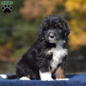 Ada, Mini Bernedoodle Puppy