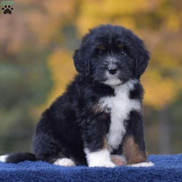 Ada, Mini Bernedoodle Puppy