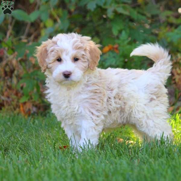 Adam, Mini Goldendoodle Puppy