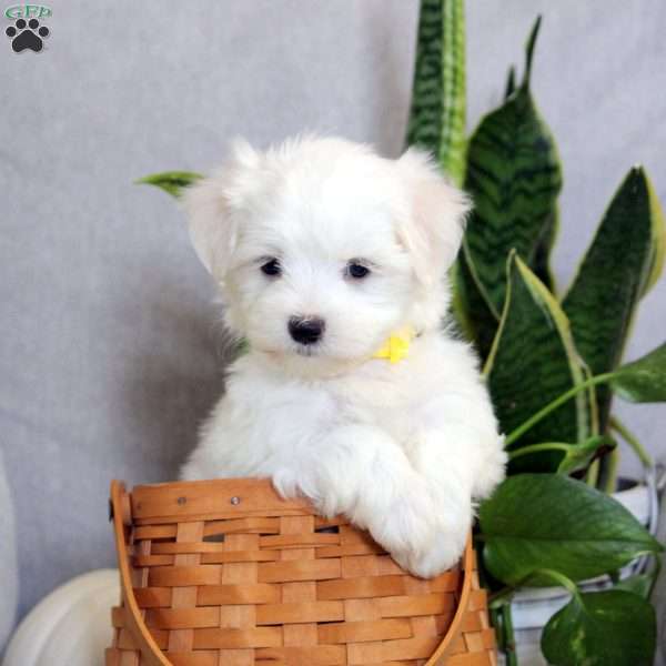 Adam, Maltese Puppy