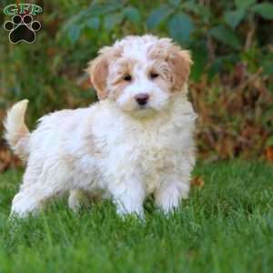 Adam, Mini Goldendoodle Puppy