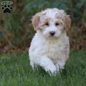 Adam, Mini Goldendoodle Puppy