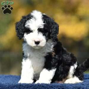 Adam, Mini Bernedoodle Puppy