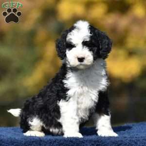 Adam, Mini Bernedoodle Puppy