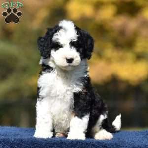 Adam, Mini Bernedoodle Puppy