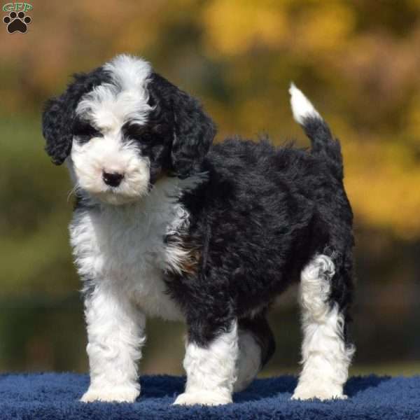 Adam, Mini Bernedoodle Puppy