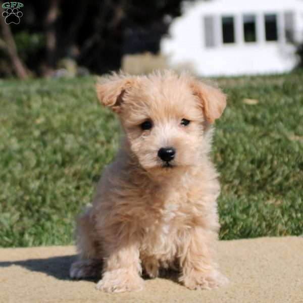 Addison, Westiepoo Puppy