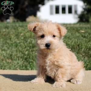 Addison, Westiepoo Puppy