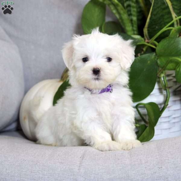 Adrian, Maltese Puppy