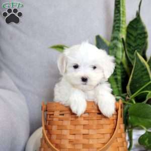 Adrian, Maltese Puppy