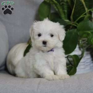 Adrian, Maltese Puppy